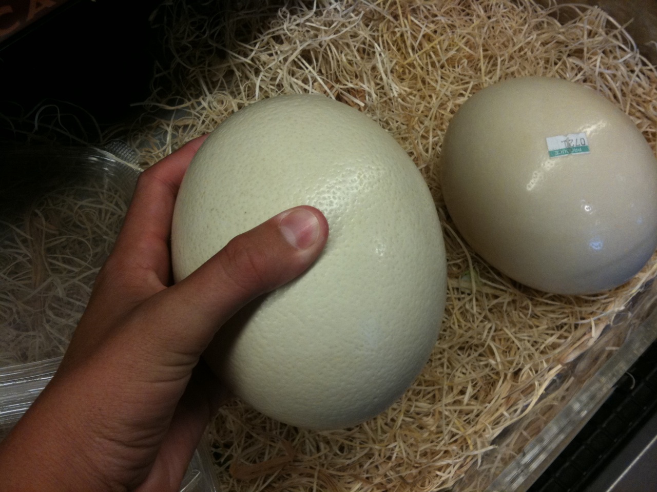 Самое сильное яйцо. Яйцо страуса. Ostrich Egg зав. Страус яйцо горизонтально. Леггорн яйцо оливковое яйцо.